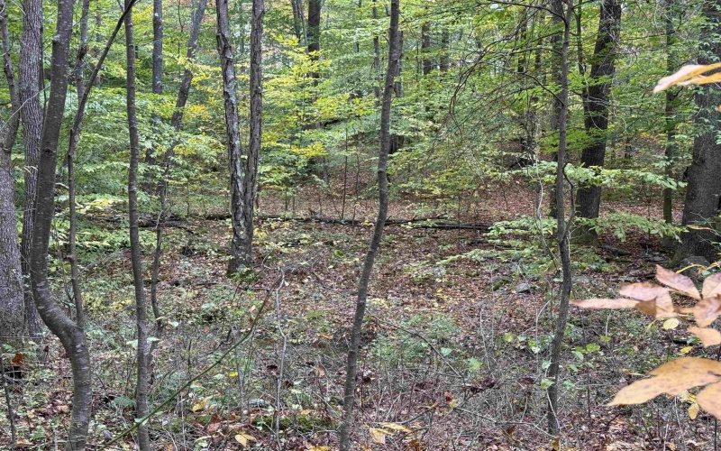 0 Riggins Road, Kingwood, West Virginia 26537, ,Lots/land,For Sale,Riggins,10162138