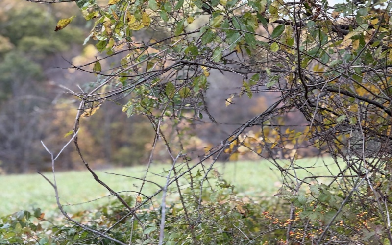 0 Riggins Road, Kingwood, West Virginia 26537, ,Lots/land,For Sale,Riggins,10162138