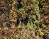 2453 Channel Road, Mill Creek, West Virginia 26280, ,Lots/land,For Sale,Channel,10157262 2453 Channel Road, Mill Creek, West Virginia 26280, ,Lots/land,For Sale,Channel,10157262