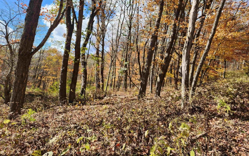 20 Meadows Road, Harman, West Virginia 26270, ,Lots/land,For Sale,Meadows,10162193 20 Meadows Road, Harman, West Virginia 26270, ,Lots/land,For Sale,Meadows,10162193