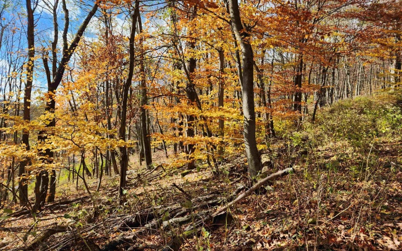 20 Meadows Road, Harman, West Virginia 26270, ,Lots/land,For Sale,Meadows,10162193 20 Meadows Road, Harman, West Virginia 26270, ,Lots/land,For Sale,Meadows,10162193