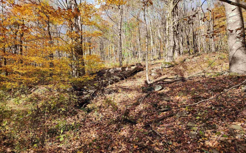 20 Meadows Road, Harman, West Virginia 26270, ,Lots/land,For Sale,Meadows,10162193 20 Meadows Road, Harman, West Virginia 26270, ,Lots/land,For Sale,Meadows,10162193