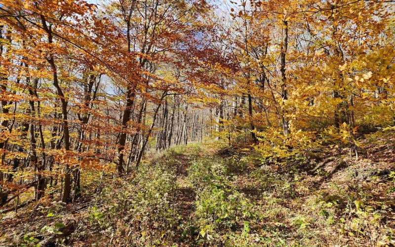 20 Meadows Road, Harman, West Virginia 26270, ,Lots/land,For Sale,Meadows,10162193 20 Meadows Road, Harman, West Virginia 26270, ,Lots/land,For Sale,Meadows,10162193