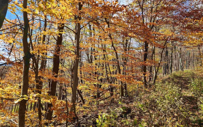 20 Meadows Road, Harman, West Virginia 26270, ,Lots/land,For Sale,Meadows,10162193 20 Meadows Road, Harman, West Virginia 26270, ,Lots/land,For Sale,Meadows,10162193