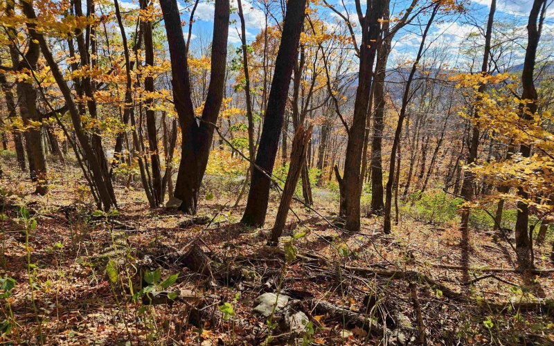 20 Meadows Road, Harman, West Virginia 26270, ,Lots/land,For Sale,Meadows,10162193 20 Meadows Road, Harman, West Virginia 26270, ,Lots/land,For Sale,Meadows,10162193