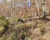 20 Meadows Road, Harman, West Virginia 26270, ,Lots/land,For Sale,Meadows,10162193 20 Meadows Road, Harman, West Virginia 26270, ,Lots/land,For Sale,Meadows,10162193