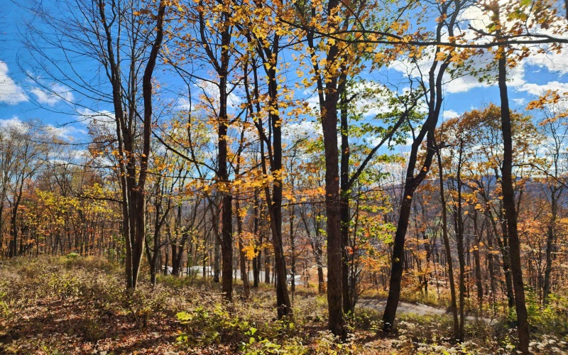 20 Meadows Road, Harman, West Virginia 26270, ,Lots/land,For Sale,Meadows,10162193 20 Meadows Road, Harman, West Virginia 26270, ,Lots/land,For Sale,Meadows,10162193