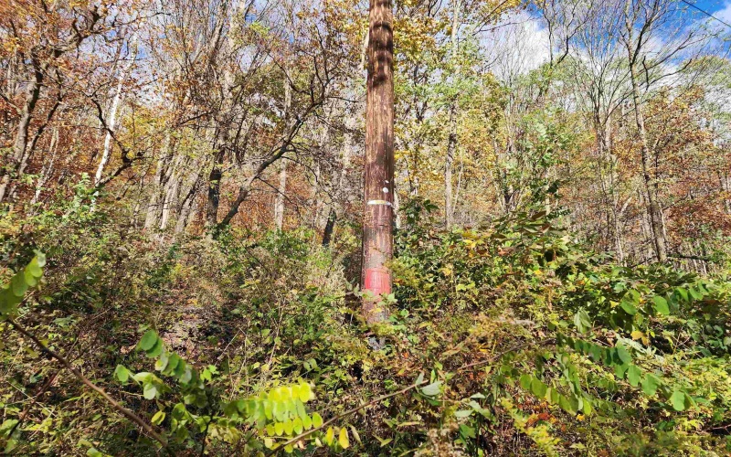 20 Meadows Road, Harman, West Virginia 26270, ,Lots/land,For Sale,Meadows,10162193 20 Meadows Road, Harman, West Virginia 26270, ,Lots/land,For Sale,Meadows,10162193