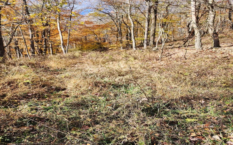 20 Meadows Road, Harman, West Virginia 26270, ,Lots/land,For Sale,Meadows,10162193 20 Meadows Road, Harman, West Virginia 26270, ,Lots/land,For Sale,Meadows,10162193