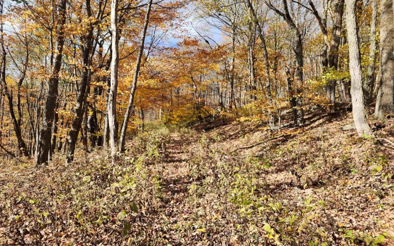 20 Meadows Road, Harman, West Virginia 26270, ,Lots/land,For Sale,Meadows,10162193 20 Meadows Road, Harman, West Virginia 26270, ,Lots/land,For Sale,Meadows,10162193