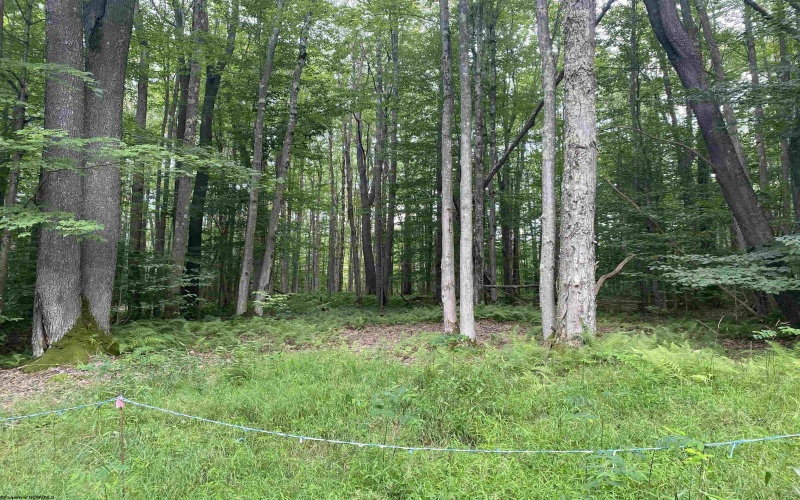 lot 42 Bobcat Road, Davis, West Virginia 26260, ,Lots/land,For Sale,Bobcat,10157334 lot 42 Bobcat Road, Davis, West Virginia 26260, ,Lots/land,For Sale,Bobcat,10157334