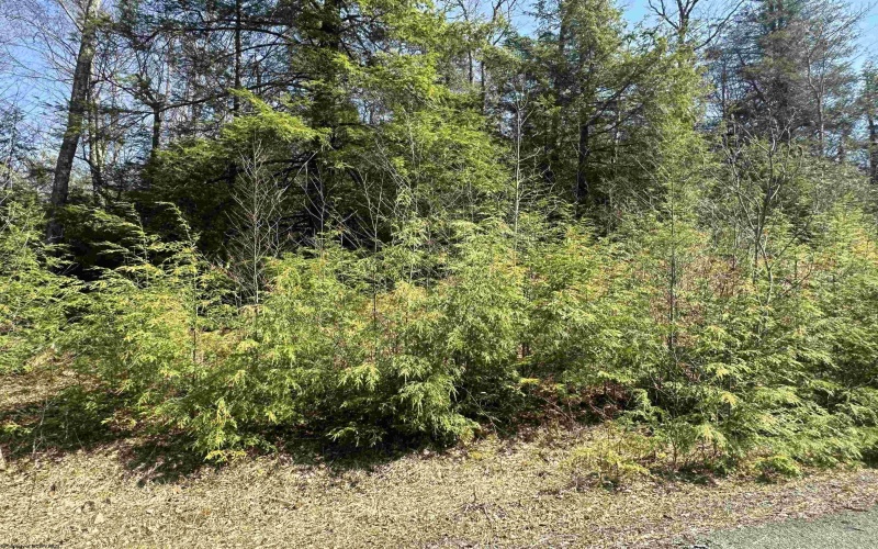 Lot 195 Florence Court, Davis, West Virginia 26260, ,Lots/land,For Sale,Florence,10159055