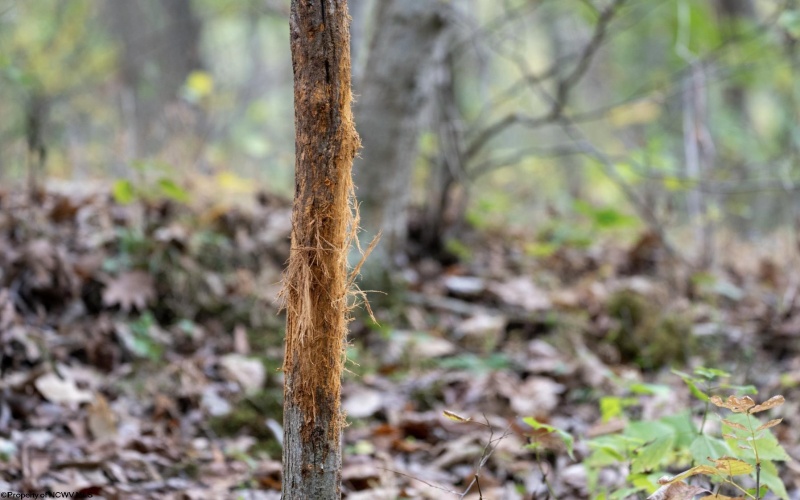 TBD Sixth Street, New Cumberland, West Virginia 26047, ,Lots/land,For Sale,Sixth,10162204