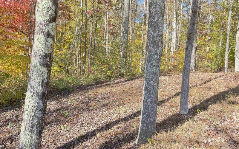 TBD Tenmile Road, Wallace, West Virginia 26448, ,Lots/land,For Sale,Tenmile,10162207