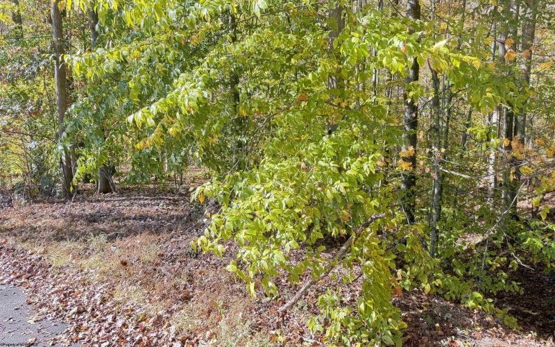 TBD Tenmile Road, Wallace, West Virginia 26448, ,Lots/land,For Sale,Tenmile,10162207