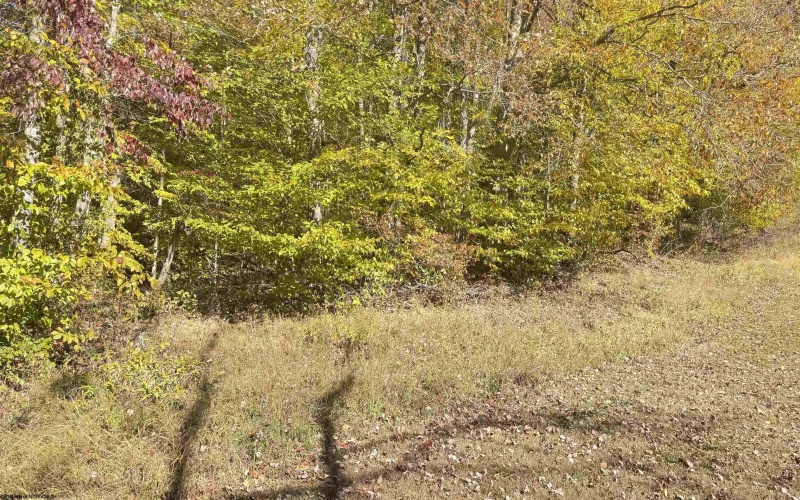 TBD Tenmile Road, Wallace, West Virginia 26448, ,Lots/land,For Sale,Tenmile,10162207