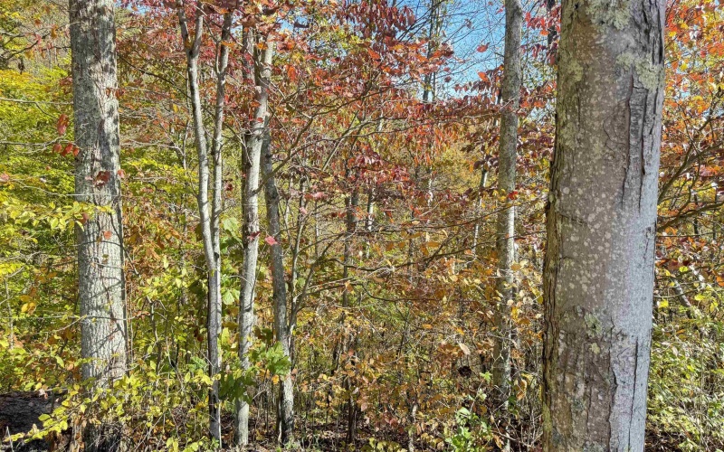 TBD Tenmile Road, Wallace, West Virginia 26448, ,Lots/land,For Sale,Tenmile,10162207