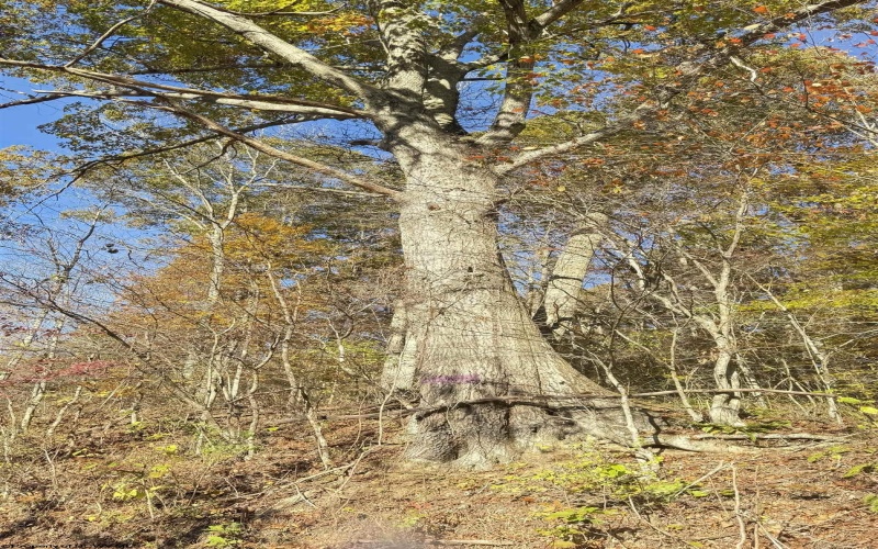 TBD Tenmile Road, Wallace, West Virginia 26448, ,Lots/land,For Sale,Tenmile,10162207