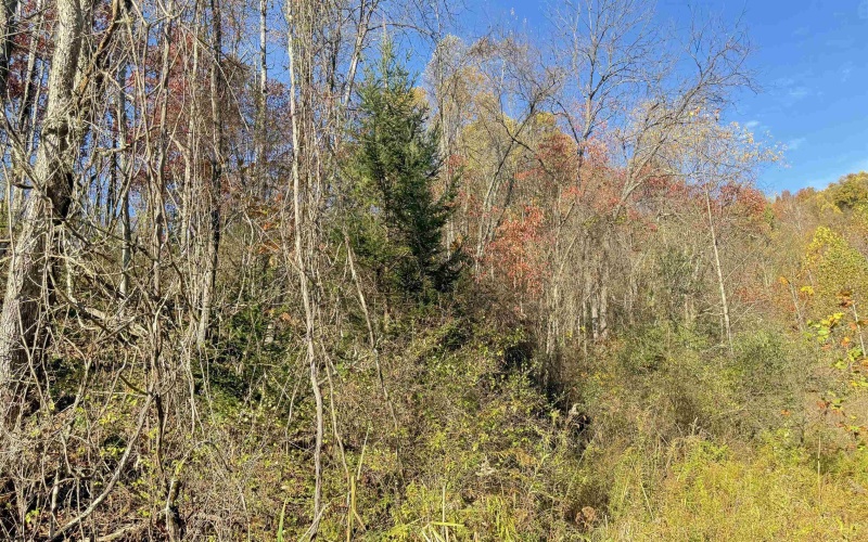 TBD Tenmile Road, Wallace, West Virginia 26448, ,Lots/land,For Sale,Tenmile,10162207