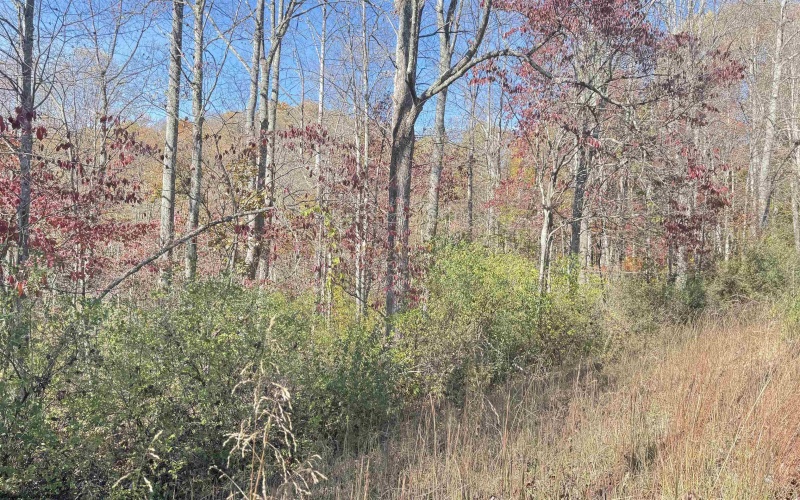 TBD Tenmile Road, Wallace, West Virginia 26448, ,Lots/land,For Sale,Tenmile,10162207