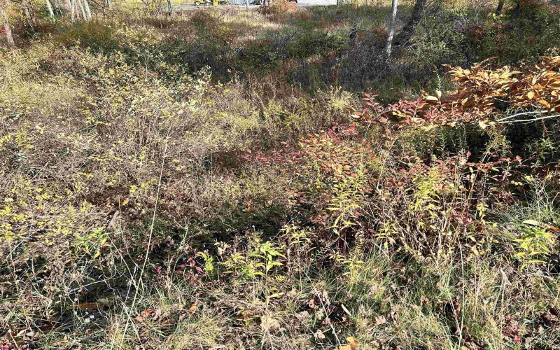 75 Upper Isner Creek Road, Elkins, West Virginia 26241, ,Lots/land,For Sale,Upper Isner Creek,10162208