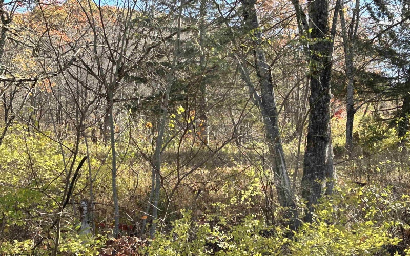 75 Upper Isner Creek Road, Elkins, West Virginia 26241, ,Lots/land,For Sale,Upper Isner Creek,10162208