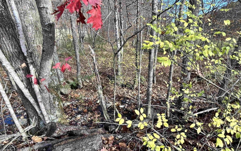 75 Upper Isner Creek Road, Elkins, West Virginia 26241, ,Lots/land,For Sale,Upper Isner Creek,10162208