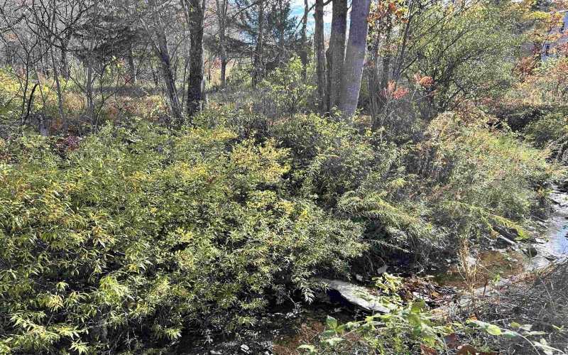 75 Upper Isner Creek Road, Elkins, West Virginia 26241, ,Lots/land,For Sale,Upper Isner Creek,10162208