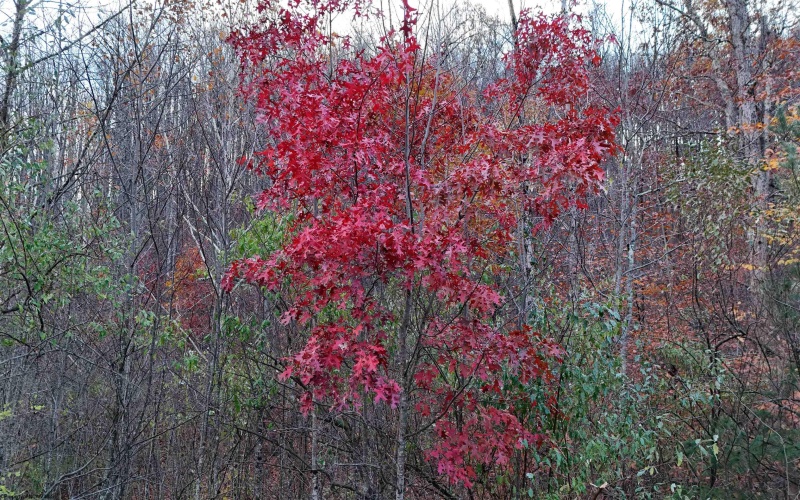 TBD US Route 48 (RR), Elkins, West Virginia 26241, ,Lots/land,For Sale,US Route 48,10162212