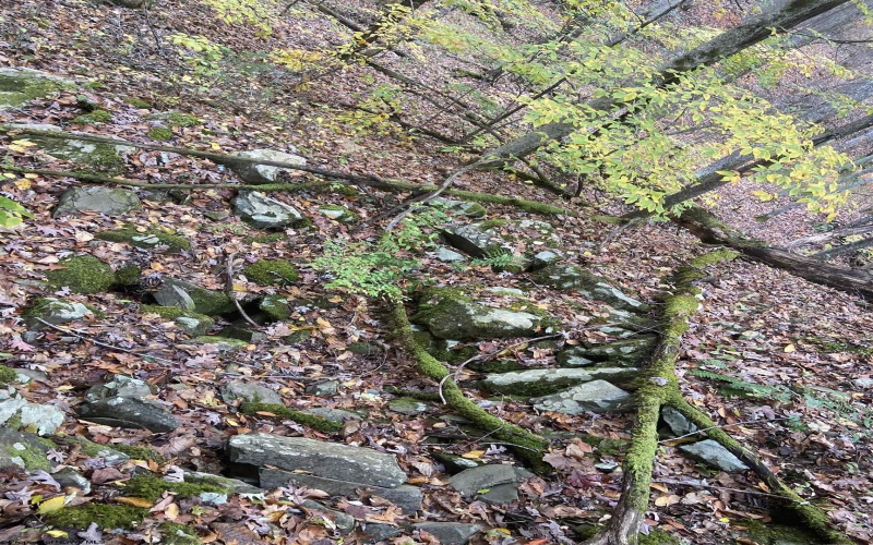 TBD US Route 48 (RR), Elkins, West Virginia 26241, ,Lots/land,For Sale,US Route 48,10162212