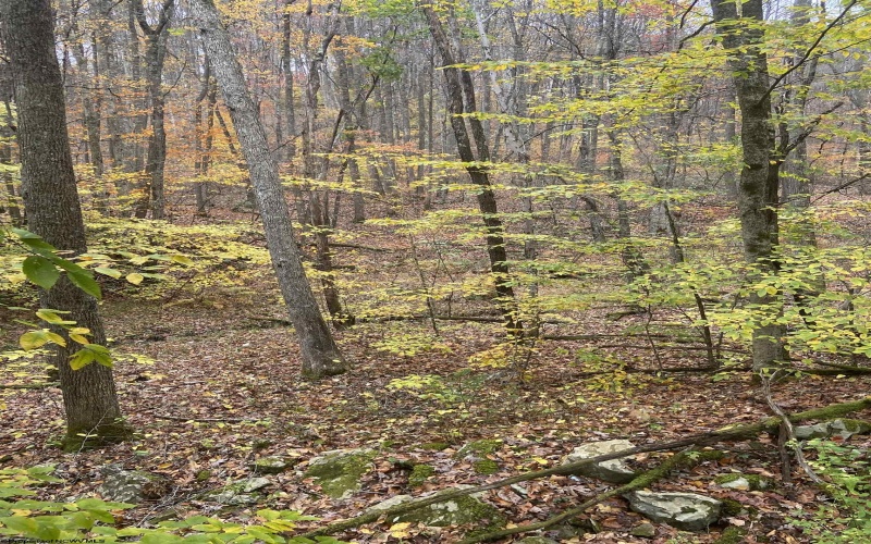 TBD US Route 48 (RR), Elkins, West Virginia 26241, ,Lots/land,For Sale,US Route 48,10162212