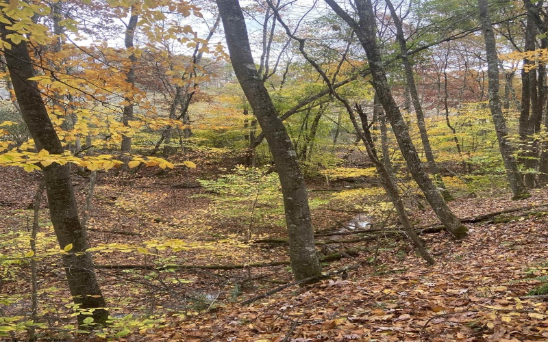 TBD US Route 48 (RR), Elkins, West Virginia 26241, ,Lots/land,For Sale,US Route 48,10162212