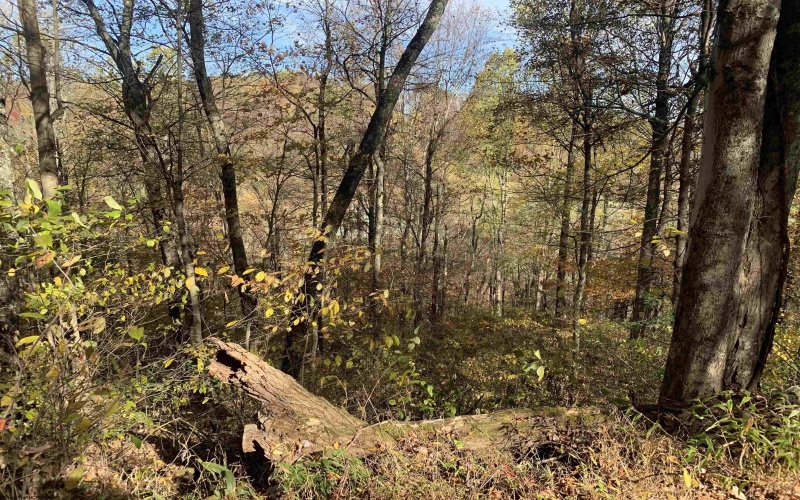 2208 Arden Road, Philippi, West Virginia 26416, ,Lots/land,For Sale,Arden,10162222 2208 Arden Road, Philippi, West Virginia 26416, ,Lots/land,For Sale,Arden,10162222