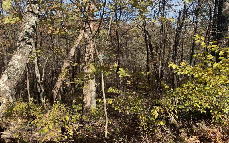 2208 Arden Road, Philippi, West Virginia 26416, ,Lots/land,For Sale,Arden,10162222 2208 Arden Road, Philippi, West Virginia 26416, ,Lots/land,For Sale,Arden,10162222