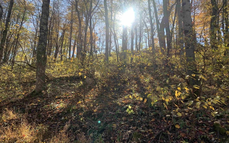 2208 Arden Road, Philippi, West Virginia 26416, ,Lots/land,For Sale,Arden,10162222 2208 Arden Road, Philippi, West Virginia 26416, ,Lots/land,For Sale,Arden,10162222