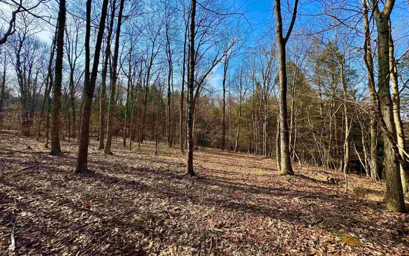 Lot 30 Wild Flower Way, Albright, West Virginia 26519, ,Lots/land,For Sale,Wild Flower,10162232 Lot 30 Wild Flower Way, Albright, West Virginia 26519, ,Lots/land,For Sale,Wild Flower,10162232