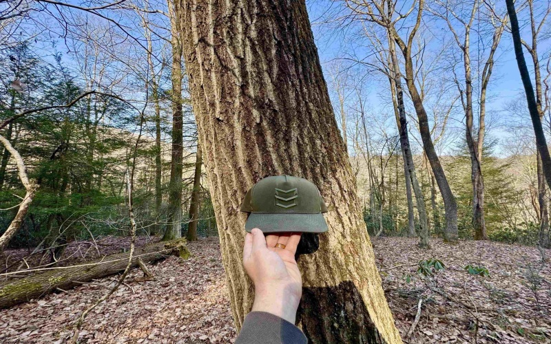 Lot 30 Wild Flower Way, Albright, West Virginia 26519, ,Lots/land,For Sale,Wild Flower,10162232 Lot 30 Wild Flower Way, Albright, West Virginia 26519, ,Lots/land,For Sale,Wild Flower,10162232