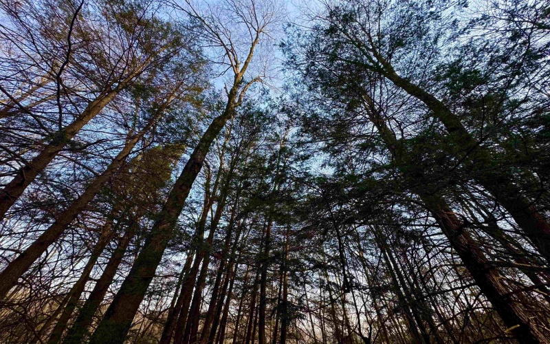 Lot 30 Wild Flower Way, Albright, West Virginia 26519, ,Lots/land,For Sale,Wild Flower,10162232 Lot 30 Wild Flower Way, Albright, West Virginia 26519, ,Lots/land,For Sale,Wild Flower,10162232