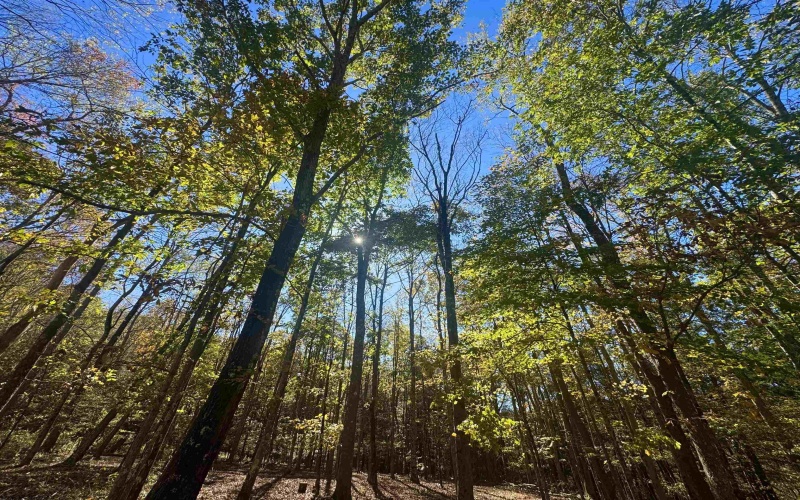 Lot 30 Wild Flower Way, Albright, West Virginia 26519, ,Lots/land,For Sale,Wild Flower,10162232 Lot 30 Wild Flower Way, Albright, West Virginia 26519, ,Lots/land,For Sale,Wild Flower,10162232