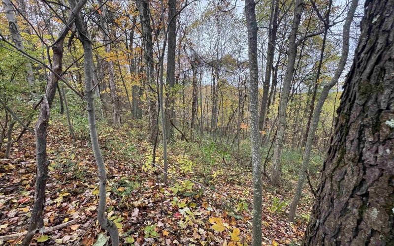 TBD ROHR Road, Masontown, West Virginia 26542, ,Lots/land,For Sale,ROHR,10162255 TBD ROHR Road, Masontown, West Virginia 26542, ,Lots/land,For Sale,ROHR,10162255