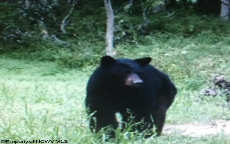 TBD Third Run Road, Glenville, West Virginia 26342, ,Lots/land,For Sale,Third Run,10162252