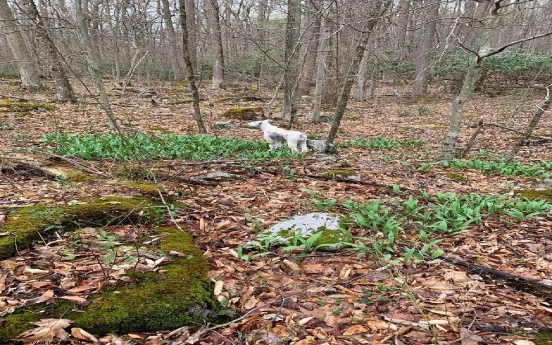 953 Tygart Junction Road, Philippi, West Virginia 26416, 2 Bedrooms Bedrooms, 8 Rooms Rooms,1 BathroomBathrooms,Single Family Detached,For Sale,Tygart Junction,10162250 953 Tygart Junction Road, Philippi, West Virginia 26416, 2 Bedrooms Bedrooms, 8 Rooms Rooms,1 BathroomBathrooms,Single Family Detached,For Sale,Tygart Junction,10162250