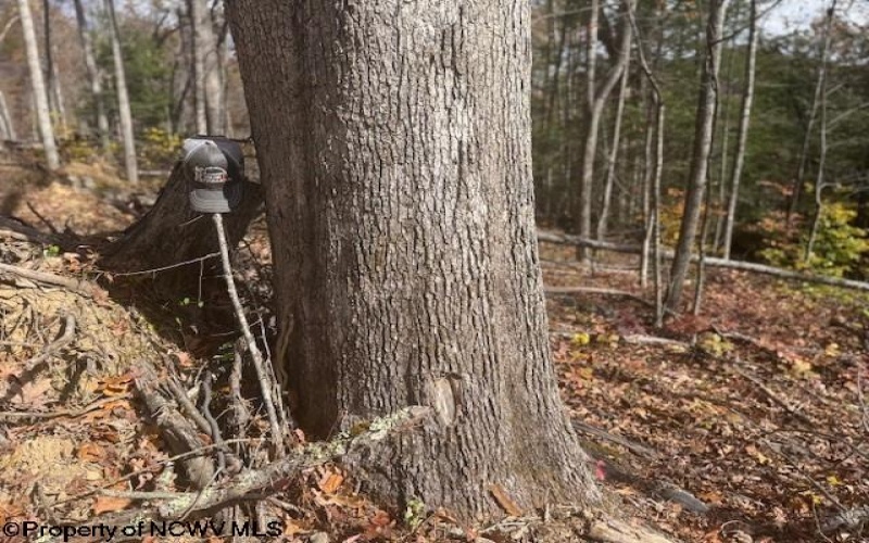 TBD RT 41 (RR), Mill Creek, West Virginia 26280, ,Lots/land,For Sale,RT 41,10162274 TBD RT 41 (RR), Mill Creek, West Virginia 26280, ,Lots/land,For Sale,RT 41,10162274