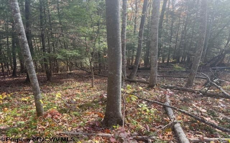 TBD RT 41 (RR), Mill Creek, West Virginia 26280, ,Lots/land,For Sale,RT 41,10162274 TBD RT 41 (RR), Mill Creek, West Virginia 26280, ,Lots/land,For Sale,RT 41,10162274