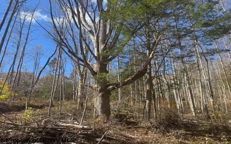 TBD RT 41 (RR), Mill Creek, West Virginia 26280, ,Lots/land,For Sale,RT 41,10162274 TBD RT 41 (RR), Mill Creek, West Virginia 26280, ,Lots/land,For Sale,RT 41,10162274