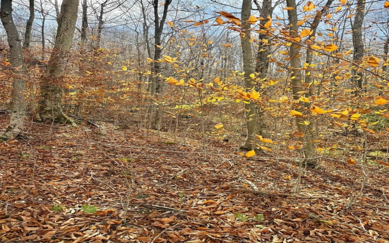 TBD Brookeside Road, Davis, West Virginia 26260, ,Lots/land,For Sale,Brookeside,10162342 TBD Brookeside Road, Davis, West Virginia 26260, ,Lots/land,For Sale,Brookeside,10162342