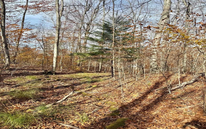 TBD Brookeside Road, Davis, West Virginia 26260, ,Lots/land,For Sale,Brookeside,10162342 TBD Brookeside Road, Davis, West Virginia 26260, ,Lots/land,For Sale,Brookeside,10162342