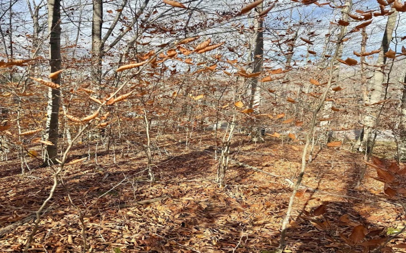 TBD Brookeside Road, Davis, West Virginia 26260, ,Lots/land,For Sale,Brookeside,10162342 TBD Brookeside Road, Davis, West Virginia 26260, ,Lots/land,For Sale,Brookeside,10162342