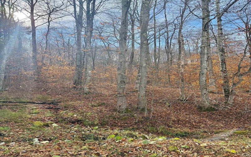 TBD Brookeside Road, Davis, West Virginia 26260, ,Lots/land,For Sale,Brookeside,10162342 TBD Brookeside Road, Davis, West Virginia 26260, ,Lots/land,For Sale,Brookeside,10162342