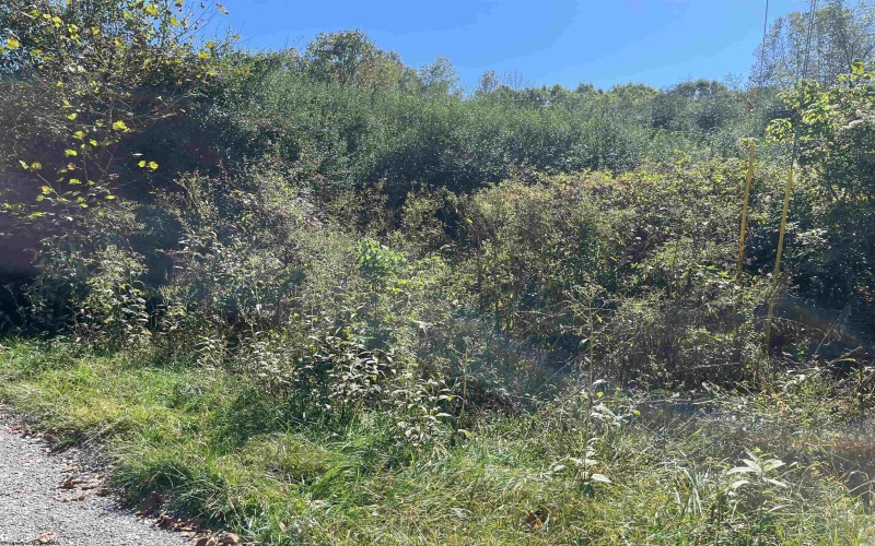 TBA Maple Street, Jane Lew, West Virginia 26378, ,Lots/land,For Sale,Maple,10162365 TBA Maple Street, Jane Lew, West Virginia 26378, ,Lots/land,For Sale,Maple,10162365